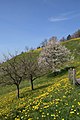 * Nomination Habitat of Taraxacum sect. Ruderalia, family: Korbblütler (Asteraceae), Halden in Weiler in Vorarlberg. by böhringer friedrich --Mbdortmund 19:43, 18 April 2008 (UTC) * Promotion  CommentCould you provide a description in English in the description page ? -- Stephanemartin 10:11, 19 April 2008 (UTC)  Comment done [x] --Mbdortmund 10:34, 19 April 2008 (UTC) Meets QI requirements --LC-de 20:20, 23 April 2008 (UTC)