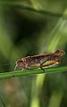 * Nomination Caelifera, Chorthippus sp. which used to be sideways by Richard Bartz -- carol 13:02, 10 April 2008 (UTC) * Promotion Framing a little tight, but good detail and composition. Dori 03:29, 11 April 2008 (UTC)