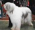 South Russian Shepherd, white & grey