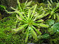 Drosera capensis