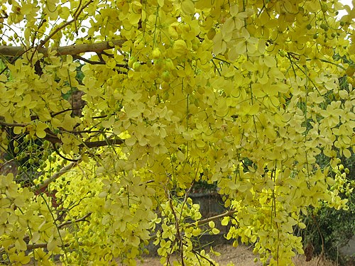 Laburnum India