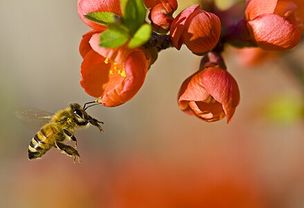 Apis mellifera (Western Honey Bee)