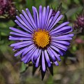 * Nomination New England aster --The Cosmonaut 01:28, 6 January 2021 (UTC) * Promotion  Support Good quality -- Johann Jaritz 03:49, 6 January 2021 (UTC)