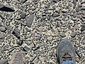 Desert pavement near Barstow, California.