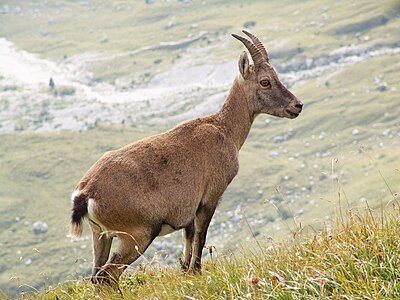 Capra ibex subsp. ibex (Alpine Ibex)