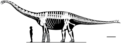 January 16: Skeletal reconstruction of Spinophorosaurus nigerensis..