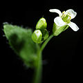 Arabidopsis thaliana (strain "columbia")