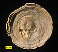 Aspidiscus cristatus; Cenomanian (Upper Cretaceous) En Yorqe'am Formation; southern Israel; aboral view.