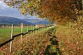 * Nomination Autumn trees on the Gehrenberg, Deggenhausertal, Germany --DKrieger 21:35, 25 November 2010 (UTC) * Promotion Gut --George Chernilevsky 21:42, 25 November 2010 (UTC)