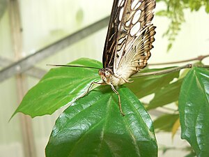 Un papillon en gros plan dans une serre tropicale