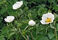 Potentilla dombeyi