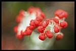 Thumbnail for File:Cladonia (8540113196).jpg