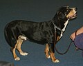 Entlebuch Cattle Dog