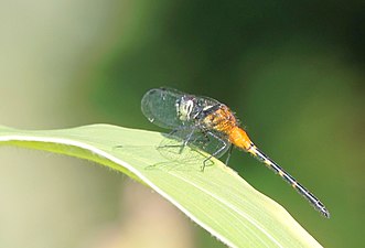 Epithemis mariae male