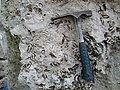 Portland Admiralty Roach from a quarry face on the Isle of Portland, Dorset.