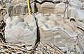 Stromatolites in the Soeginina Beds (Paadla Formation, Ludlow, Silurian) near Kübassaare, Saaremaa, Estonia.