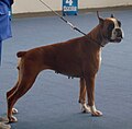 Boxer, red, cropped ears/docked tail