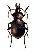 September 18: Carabus rumelicus