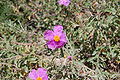 Cistus incanus