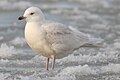 Larus glaucoides (cat.)