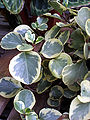 Peperomia obtusifolia