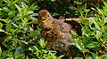 Amsel - Turdus merula, Jungvogel, in Vogelstang