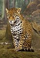 Jaguar (Panthera onca)