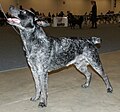 Australian Stumpy Tail Cattle Dog, blue