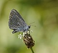 Hauhechel-Bläuling, Männchen, am Vogelstangsee