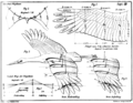 Our Flying Teachers by Otto Lilienthal