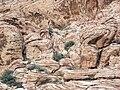 Aztec Sandstone (Lower Jurassic) at Red Rock Canyon National Conservation Area near Las Vegas, Nevada.