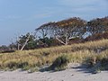 Dünen an an der Küste der Rostocker Heide