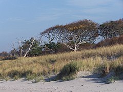 25.2.08 Rostocker Heide