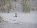 Flying over a beach at the Baltic seaside