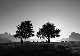 Alberi Alpe di Siusi