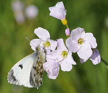 Anthocharis cardamines (Orange Tip)