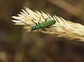 Image 49False blister beetle on a spike