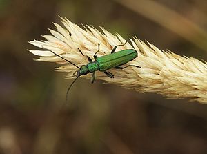 Oedemera lurida