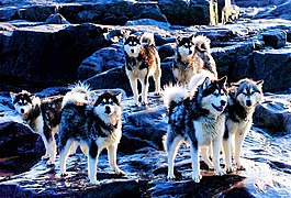 28.1.08 Huskies (800.)