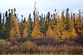 Mixed forest with Picea mariana (green) and Larix laricina (yellow fall colors)