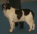 Dutch Partridge Dog