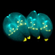 January 17: Toxoplasma gondii.