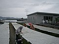 茹でたシラスを天日で干す 2005年5月　高知県にて　ちりめんじゃこ