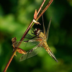 Vierflecklibelle