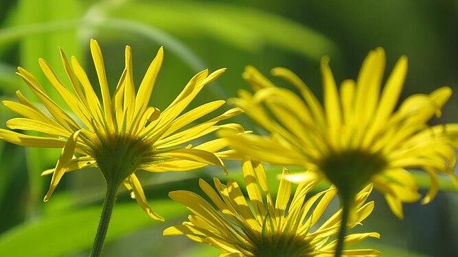 Yellow flowers as a pack of three