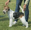 Fox Terrier, Wire