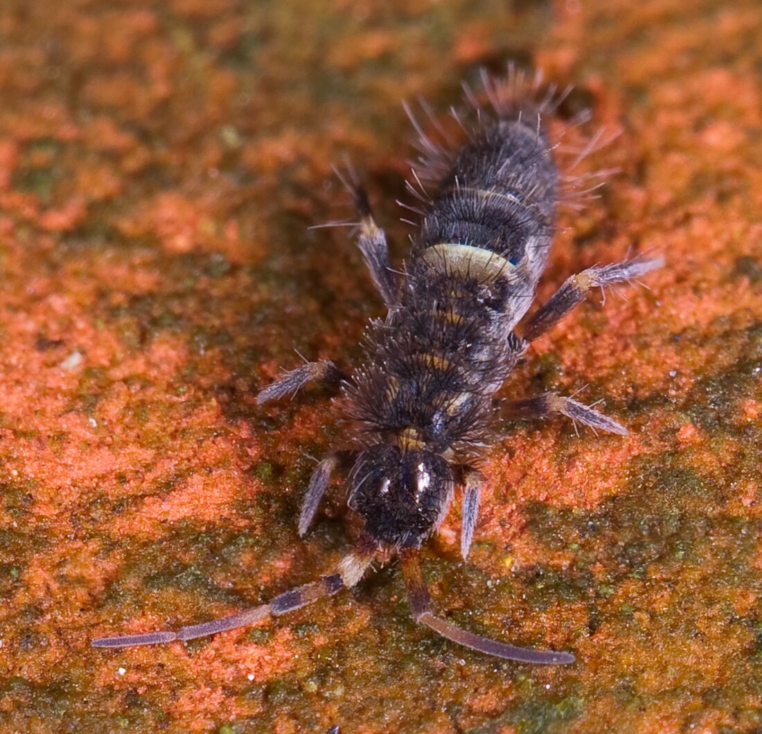 Springtail