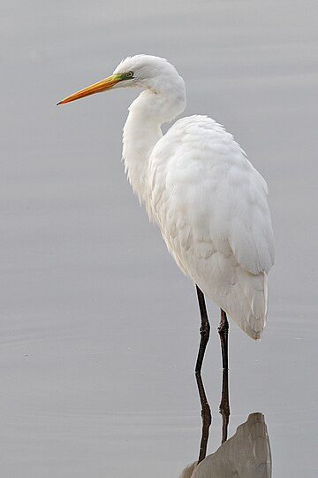 Ardea alba