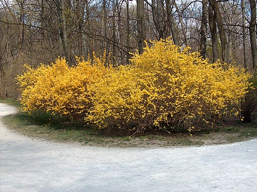 A Forsythia shrubbery in the English Garden in Munich