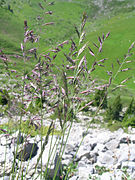 Festuca rubra